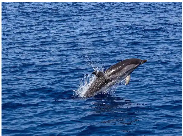 Wildlife Expectation